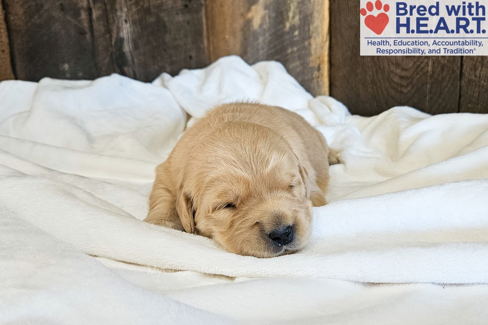 Nova Image of Nova, a Golden Retriever puppy
