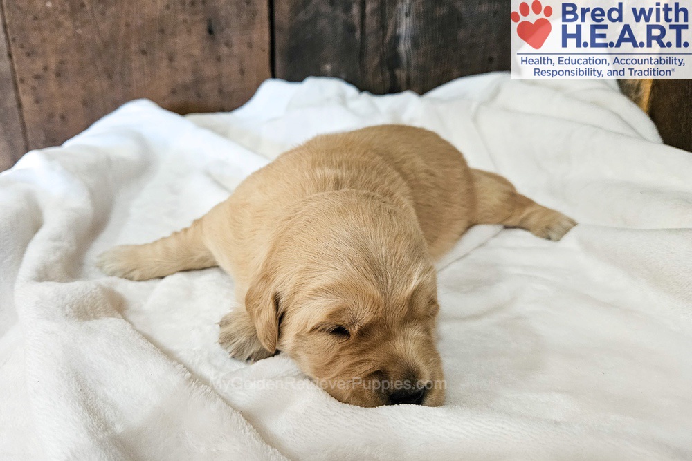 Nova Image of Nova, a Golden Retriever puppy