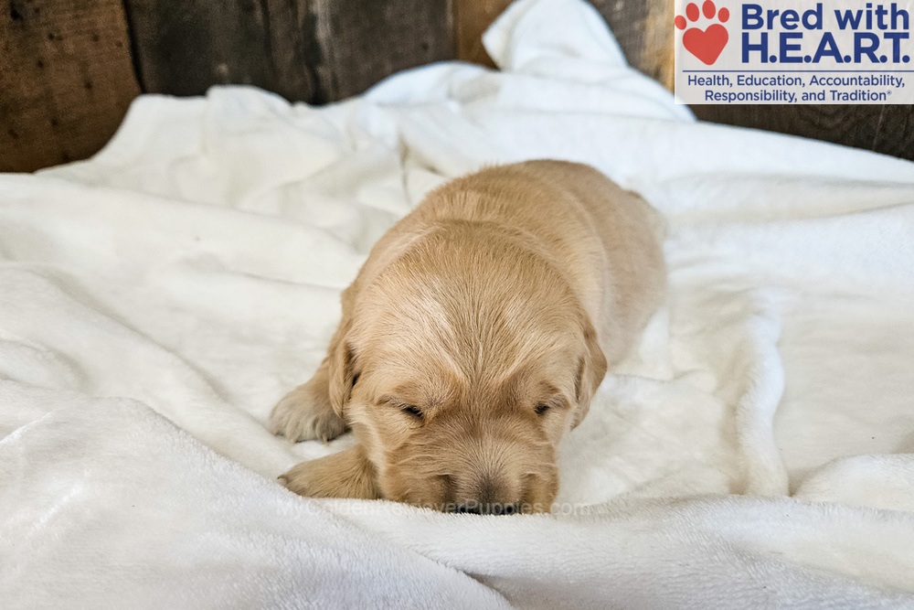 Nova Image of Nova, a Golden Retriever puppy