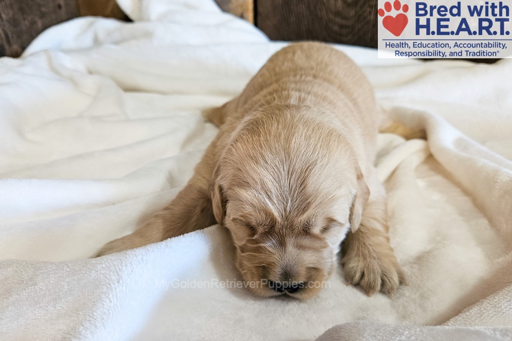 Nova Image of Nova, a Golden Retriever puppy