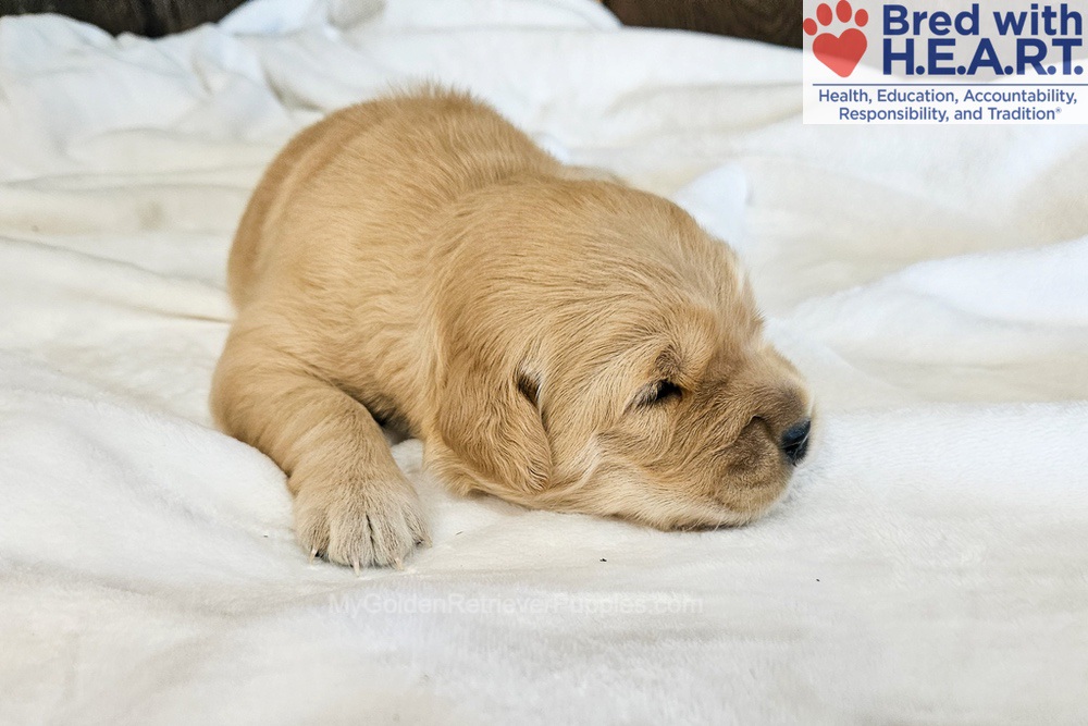 Nova Image of Nova, a Golden Retriever puppy