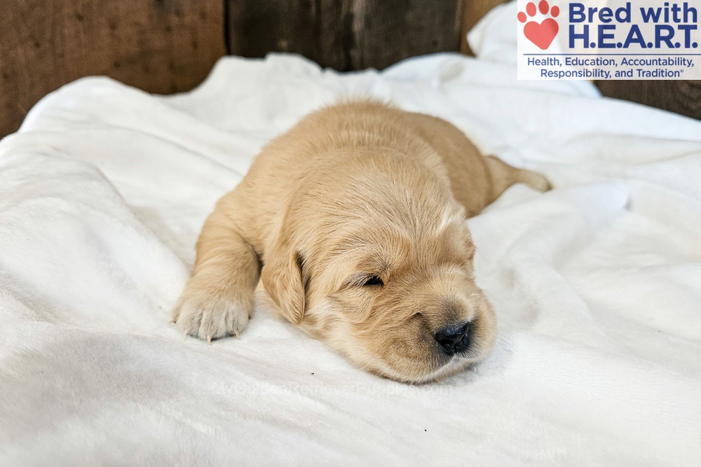 Nova Image of Nova, a Golden Retriever puppy