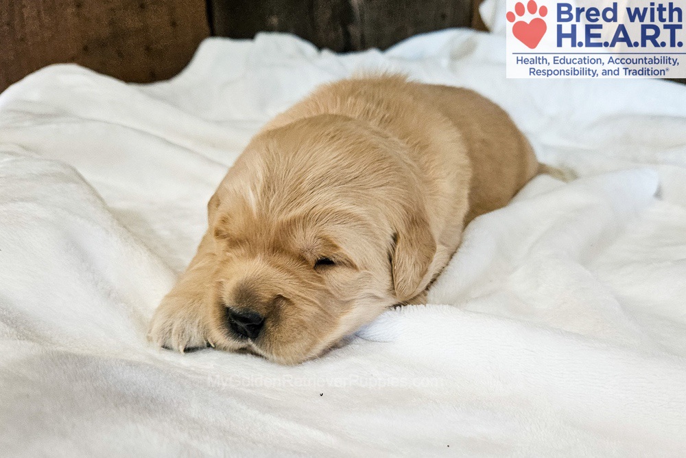 Nova Image of Nova, a Golden Retriever puppy