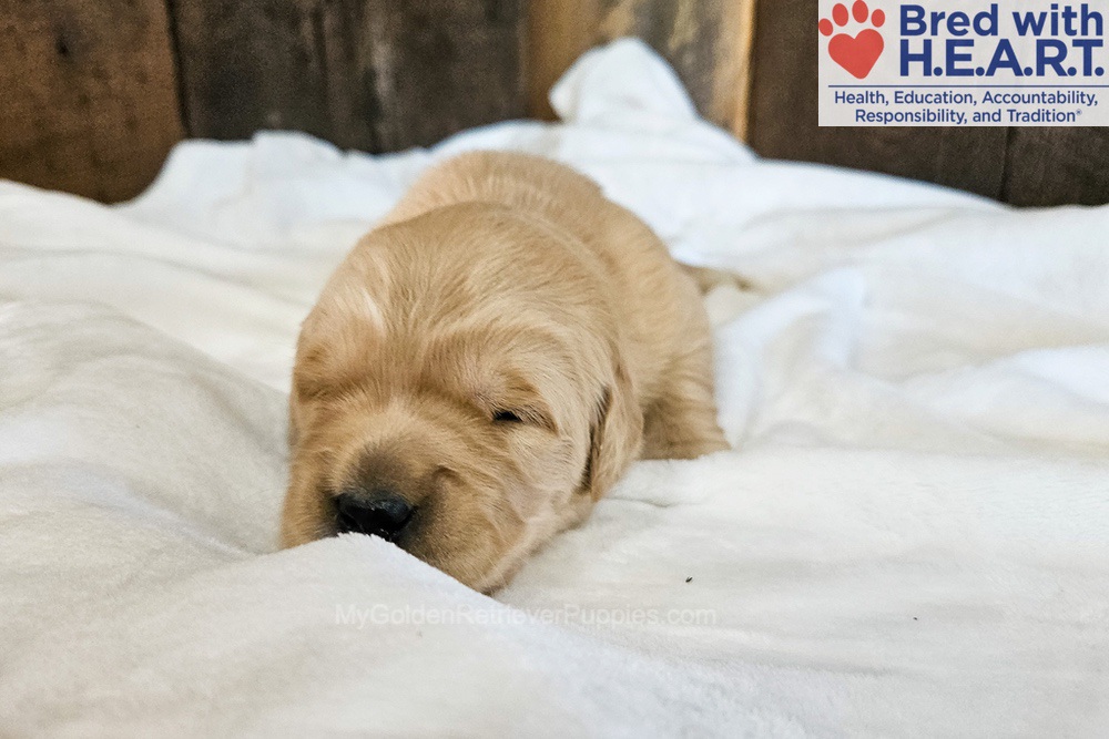 Nova Image of Nova, a Golden Retriever puppy