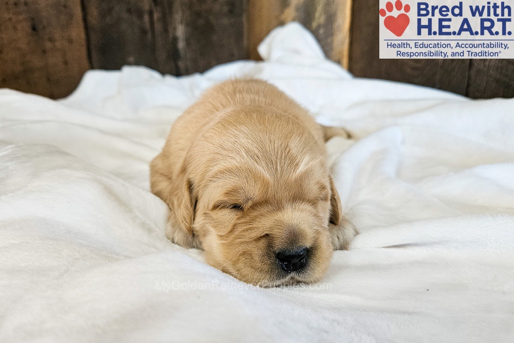 Nova Image of Nova, a Golden Retriever puppy