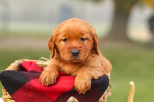 Image of Patsy, a Golden Retriever puppy