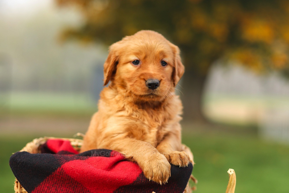 Phoebe Image of Phoebe, a Golden Retriever puppy
