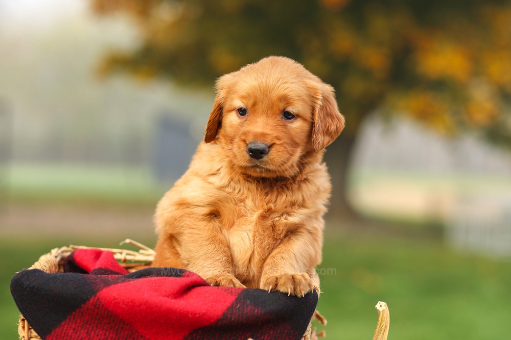 Phoebe Image of Phoebe, a Golden Retriever puppy