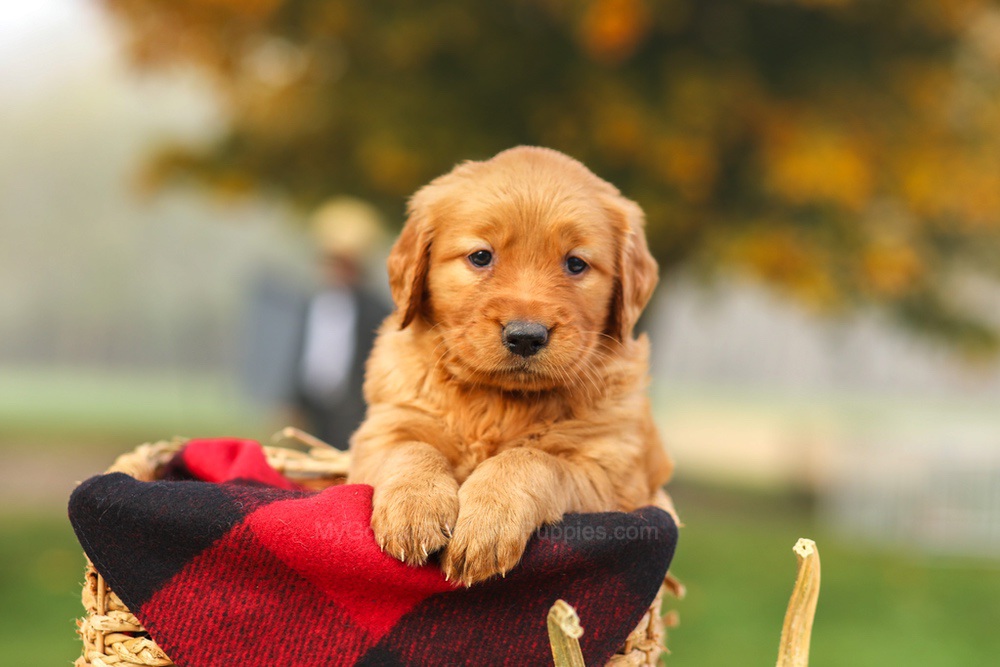 Phoebe Image of Phoebe, a Golden Retriever puppy