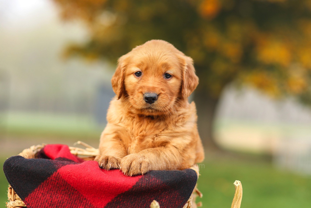 Phoebe Image of Phoebe, a Golden Retriever puppy