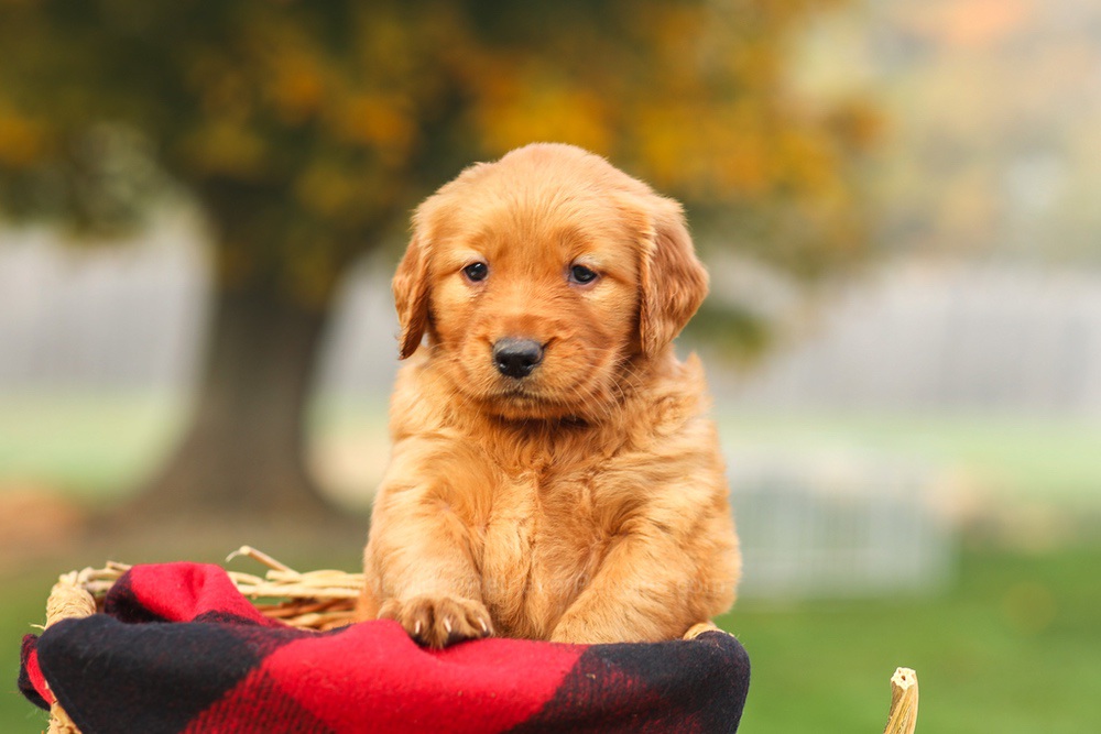 Phoebe Image of Phoebe, a Golden Retriever puppy