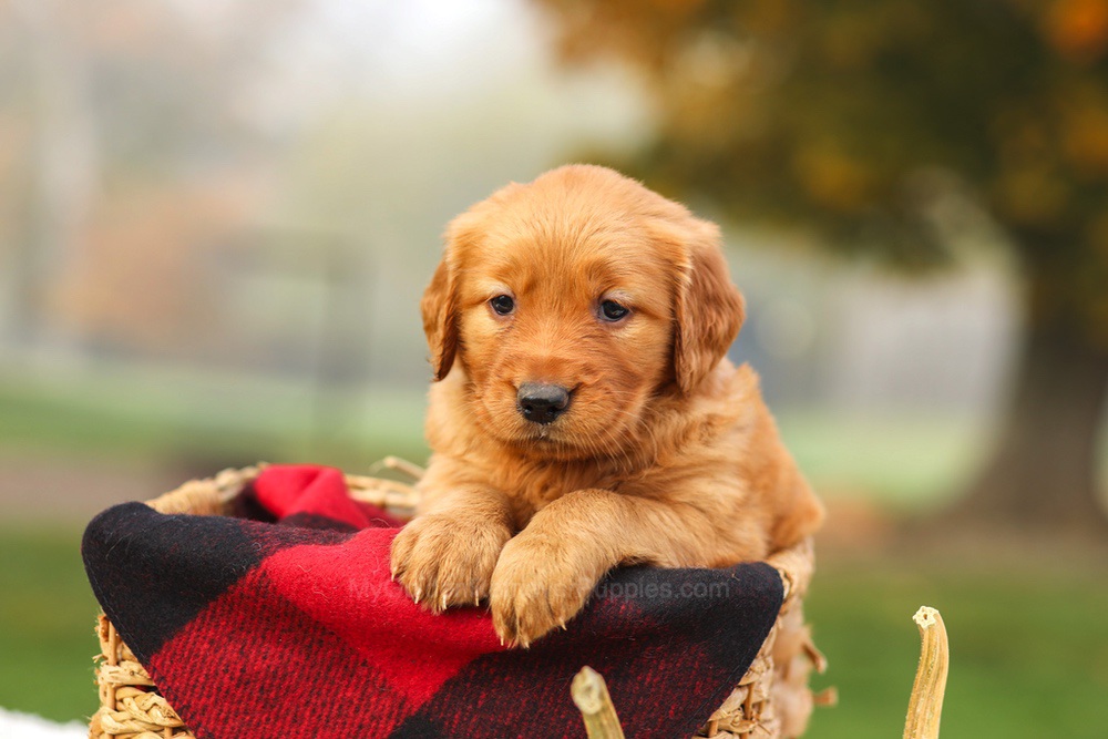 Phoebe Image of Phoebe, a Golden Retriever puppy