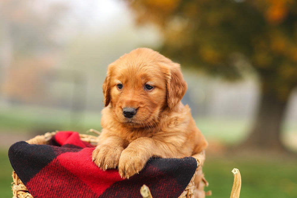 Phoebe Image of Phoebe, a Golden Retriever puppy