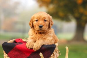 Image of Phoebe, a Golden Retriever puppy
