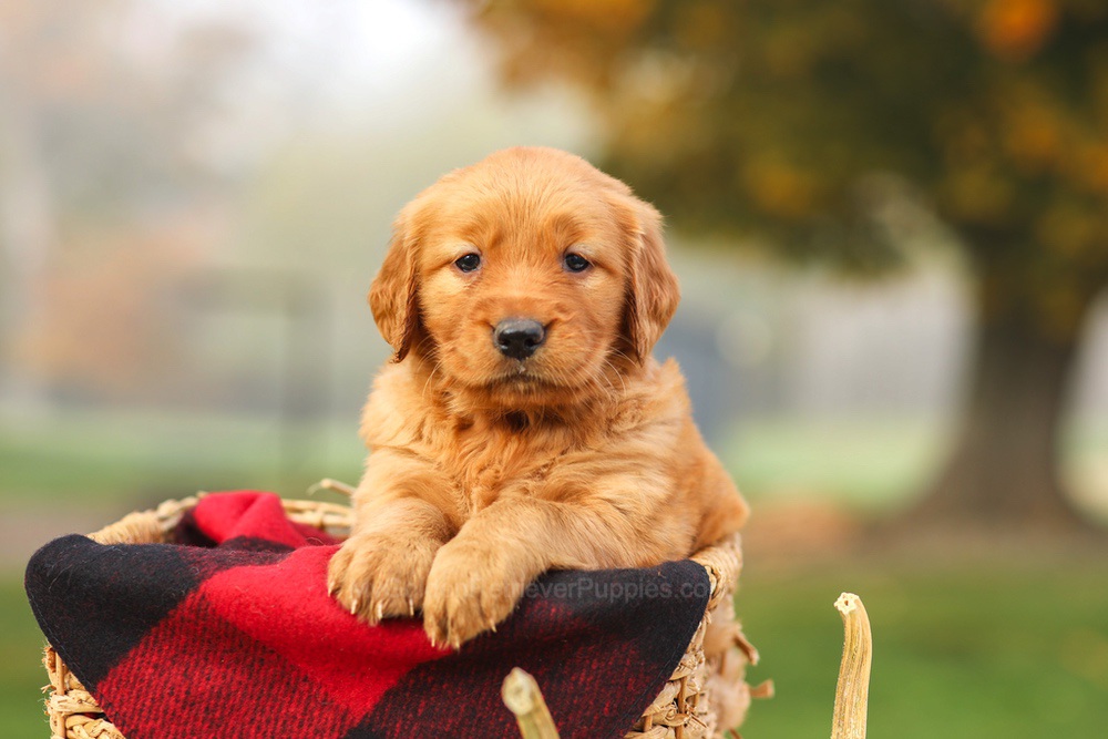 Phoebe Image of Phoebe, a Golden Retriever puppy