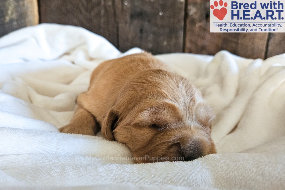Phoenix Image of Phoenix, a Golden Retriever puppy