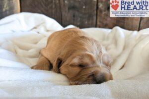 Image of Phoenix, a Golden Retriever puppy