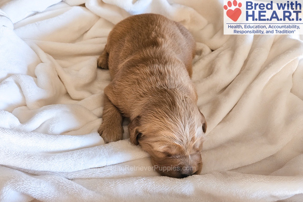 Phoenix Image of Phoenix, a Golden Retriever puppy