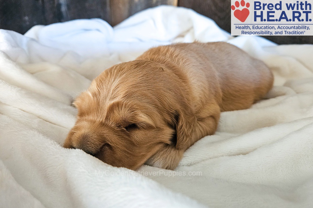 Phoenix Image of Phoenix, a Golden Retriever puppy
