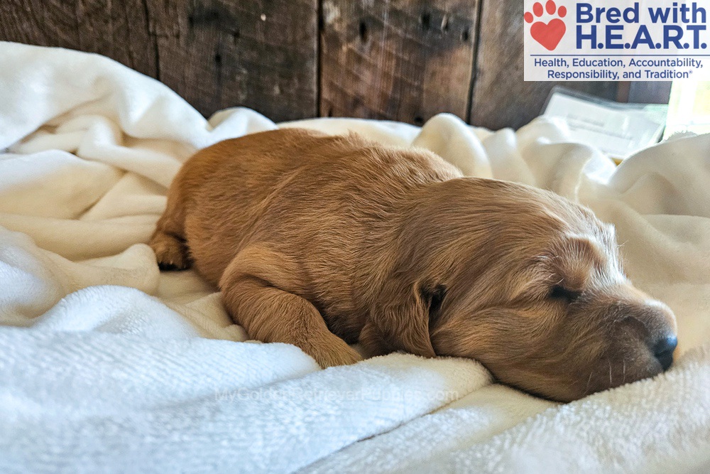 Phoenix Image of Phoenix, a Golden Retriever puppy