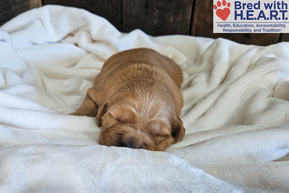 Phoenix Image of Phoenix, a Golden Retriever puppy