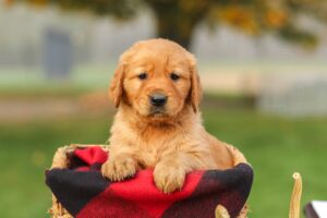 Image of Pike, a Golden Retriever puppy