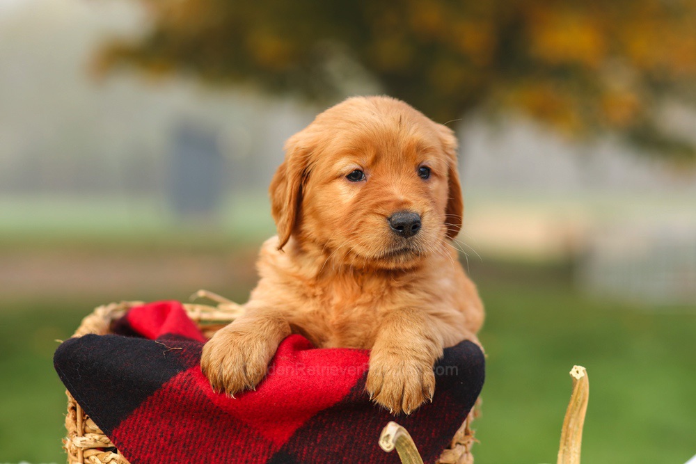 Pippa Image of Pippa, a Golden Retriever puppy