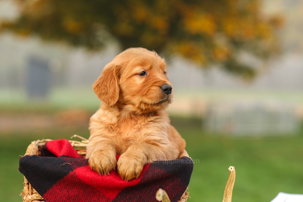 Pippa Image of Pippa, a Golden Retriever puppy