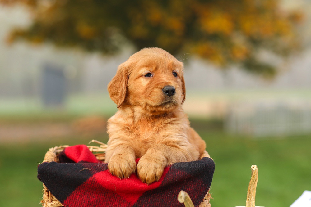 Pippa Image of Pippa, a Golden Retriever puppy