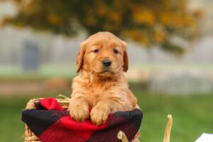 Image of Pippa, a Golden Retriever puppy
