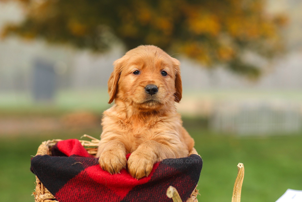 Pippa Image of Pippa, a Golden Retriever puppy