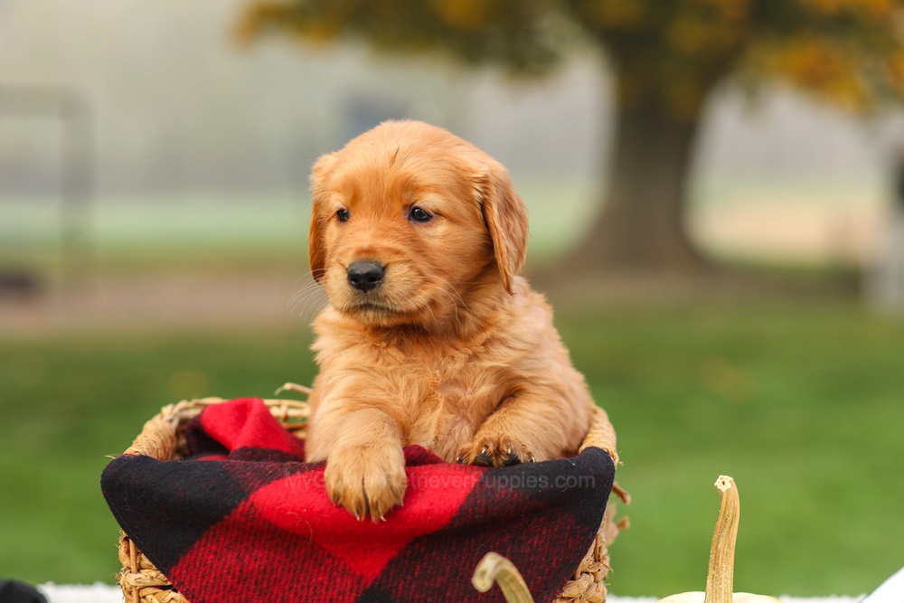 Pippa Image of Pippa, a Golden Retriever puppy