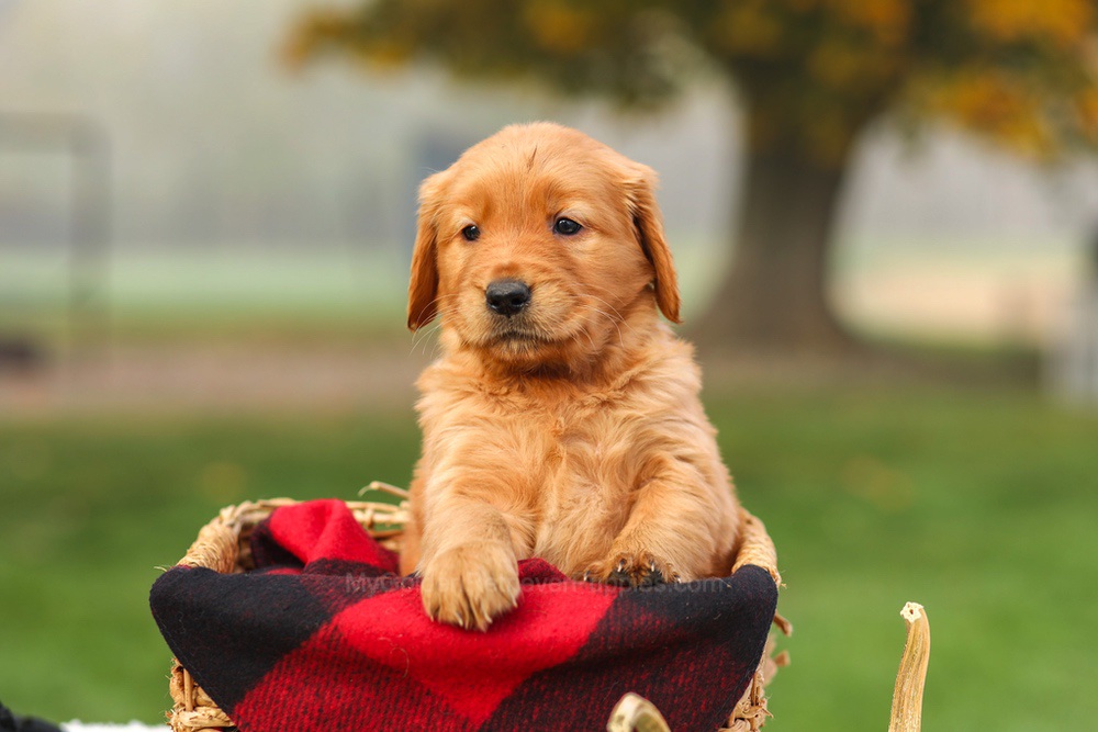 Pippa Image of Pippa, a Golden Retriever puppy