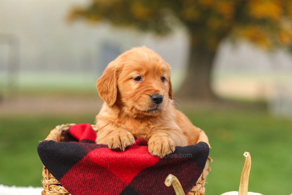 Pippa Image of Pippa, a Golden Retriever puppy