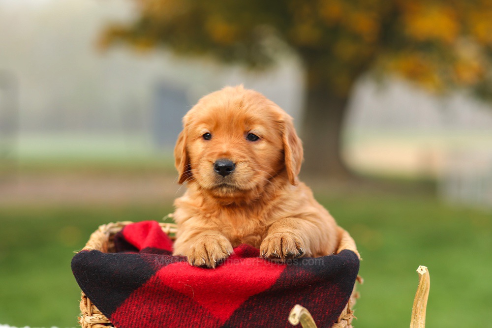 Pippa Image of Pippa, a Golden Retriever puppy