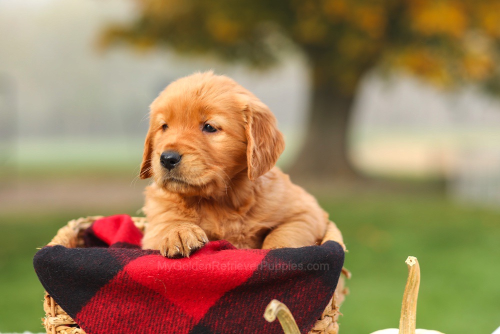 Pippa Image of Pippa, a Golden Retriever puppy