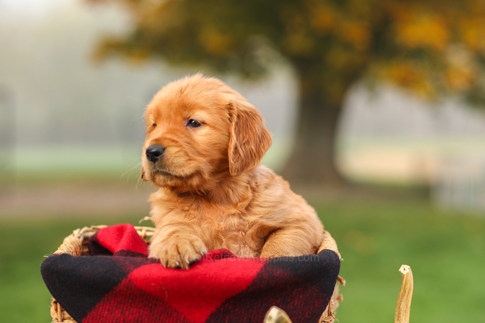 Pippa Image of Pippa, a Golden Retriever puppy