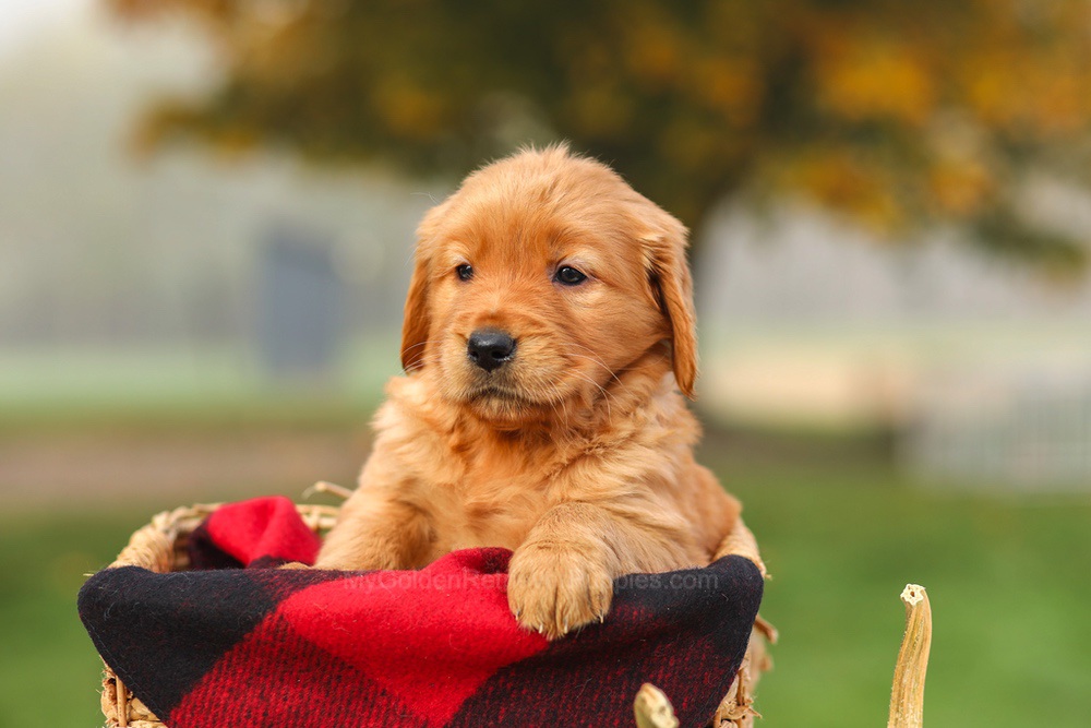 Pippa Image of Pippa, a Golden Retriever puppy
