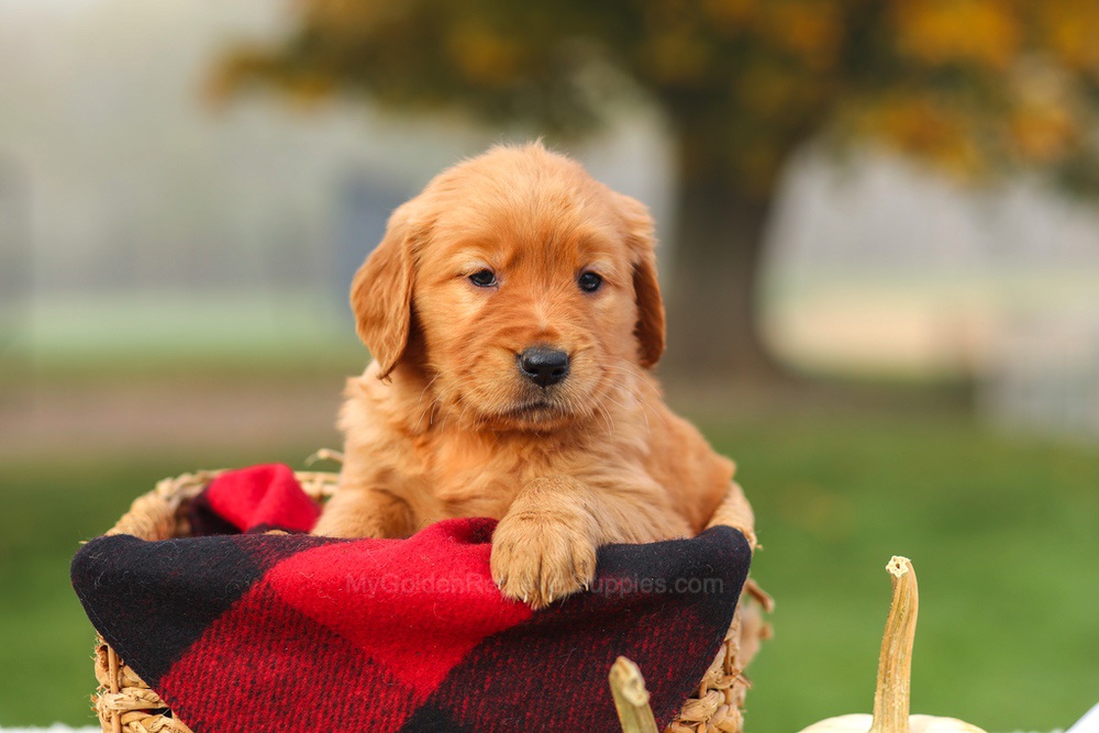 Pippa Image of Pippa, a Golden Retriever puppy