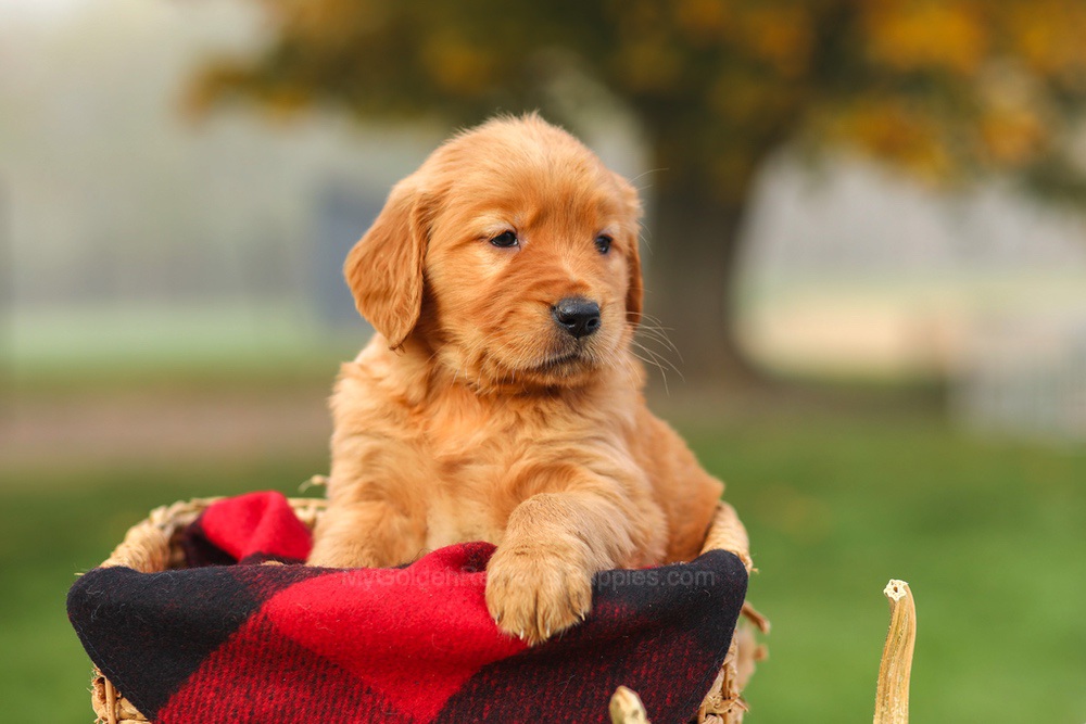 Pippa Image of Pippa, a Golden Retriever puppy