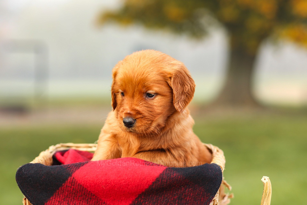 Pixie Image of Pixie, a Golden Retriever puppy