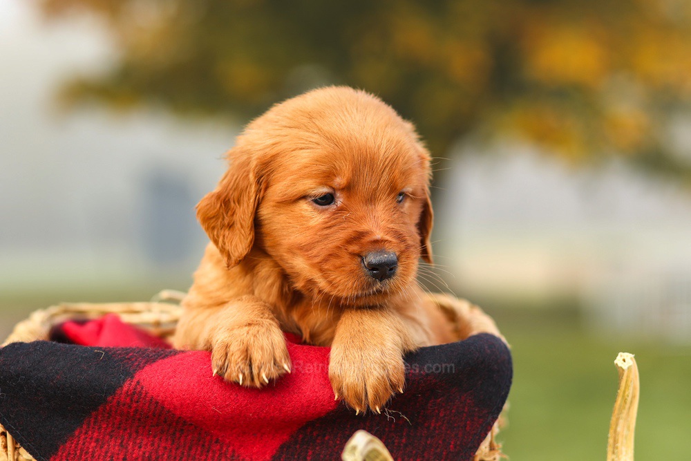 Pixie Image of Pixie, a Golden Retriever puppy
