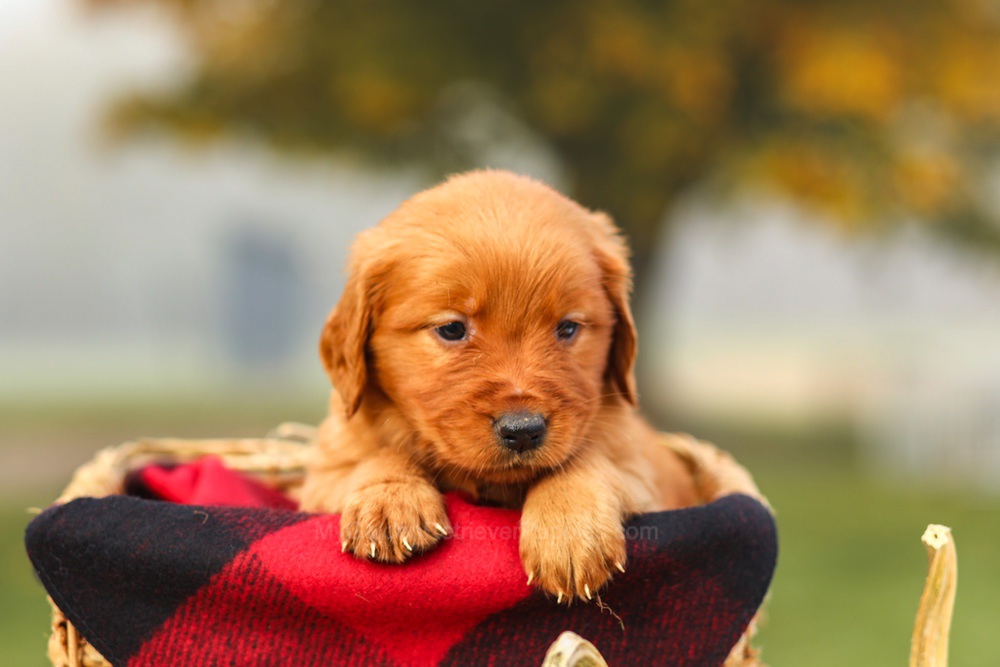 Pixie Image of Pixie, a Golden Retriever puppy