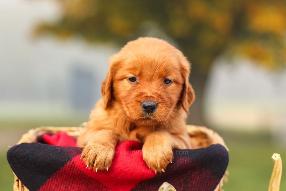 Pixie Image of Pixie, a Golden Retriever puppy
