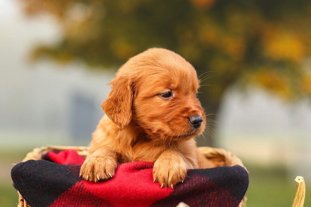 Pixie Image of Pixie, a Golden Retriever puppy