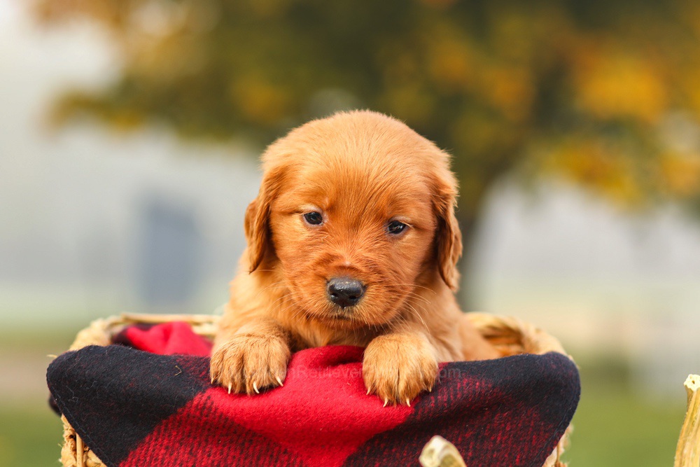 Pixie Image of Pixie, a Golden Retriever puppy