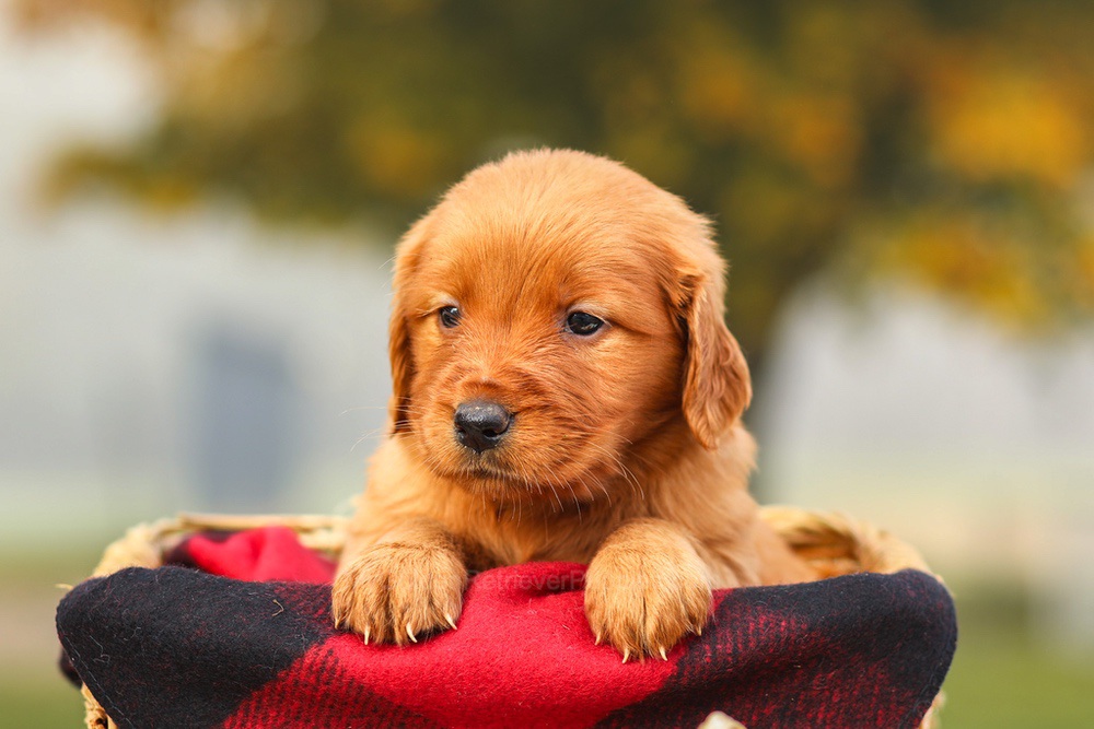 Pixie Image of Pixie, a Golden Retriever puppy