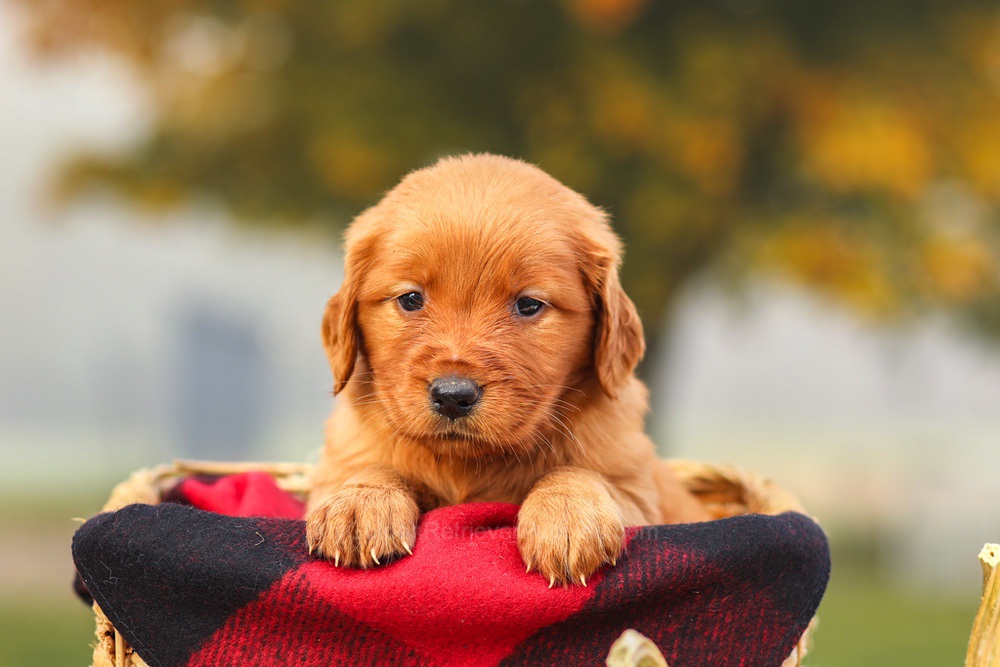 Pixie Image of Pixie, a Golden Retriever puppy