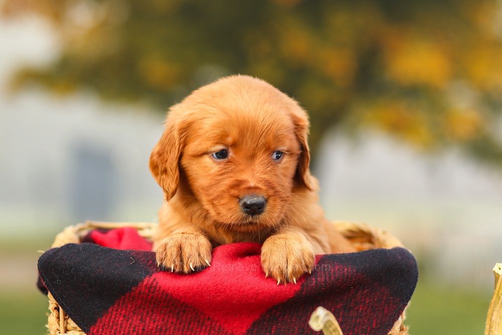 Pixie Image of Pixie, a Golden Retriever puppy