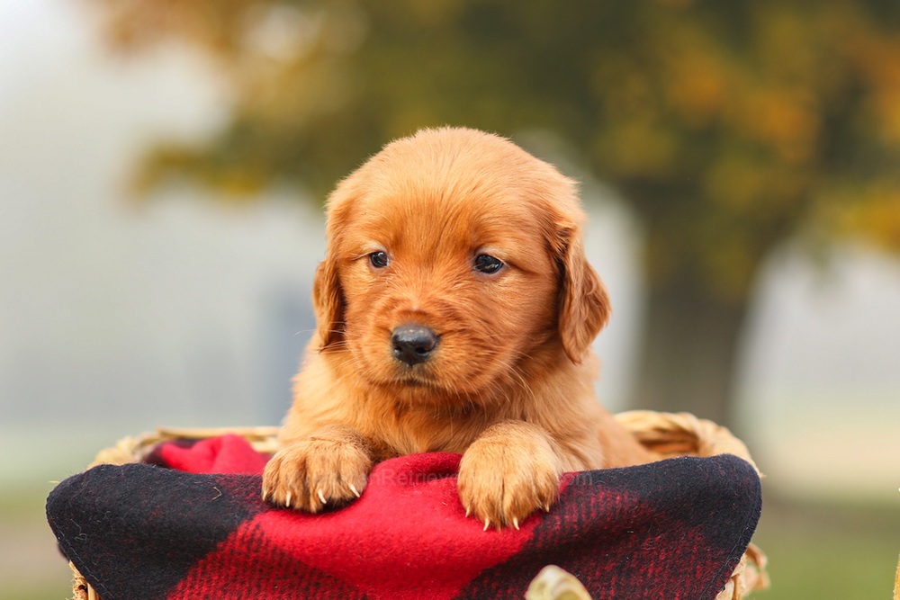 Pixie Image of Pixie, a Golden Retriever puppy